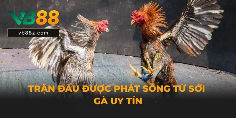 Tr?n ??u ???c phát sóng t? s?i gà uy tín